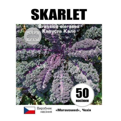 Скарлет/SKARLET 50 насіння капусти кале