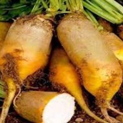 Урсус Полі 500 грам буряк кормовий