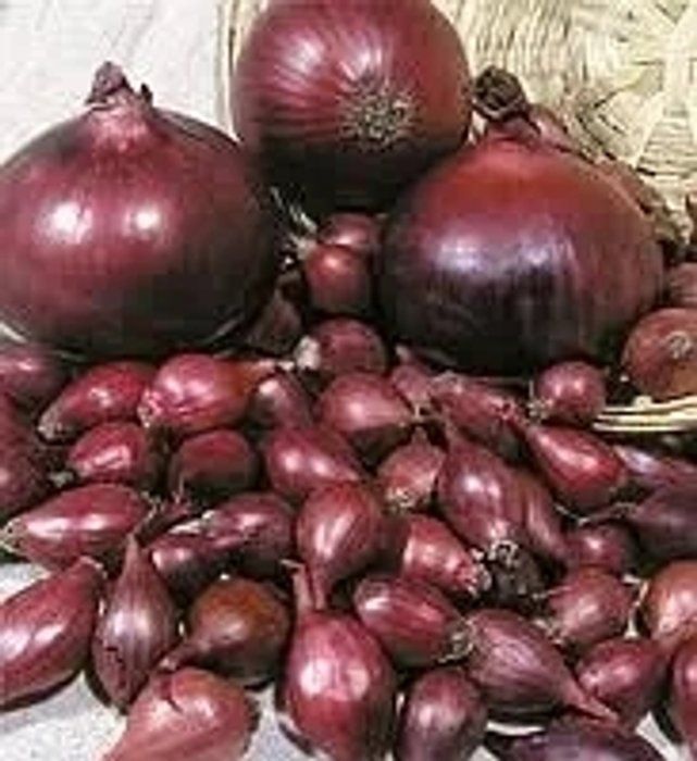 Ред Барон 500 грам саджанка