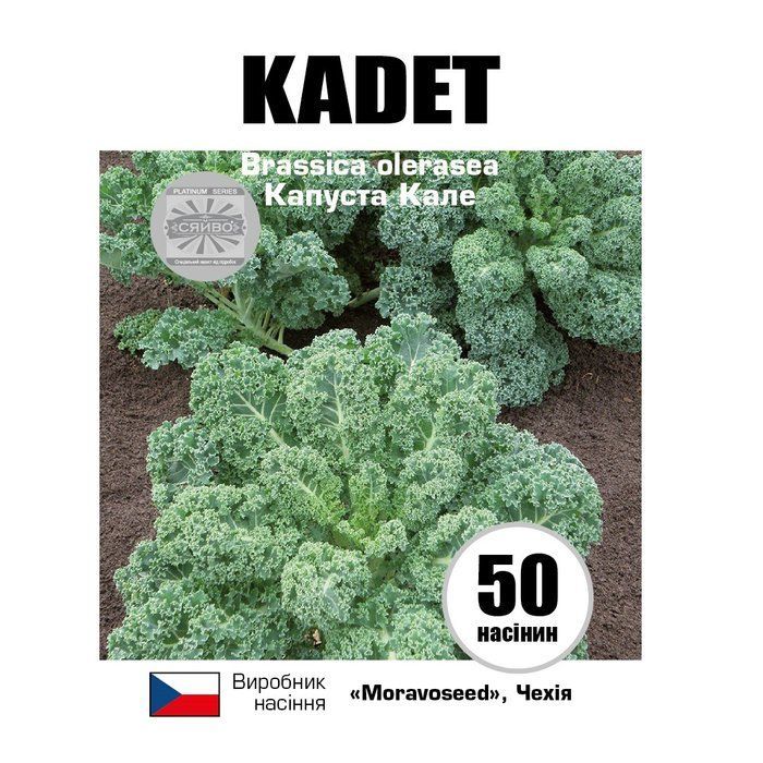 Кадет / KADET 50 насіння капусти кале