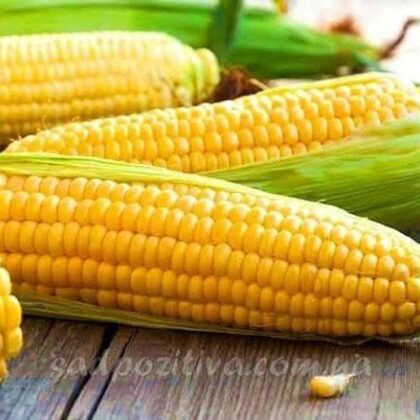 Любава кукурудза кормова 1 кг